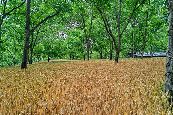 核桃林下套种的小麦.jpg