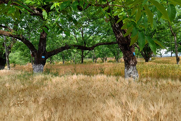 核桃林下套种的大麦.jpg